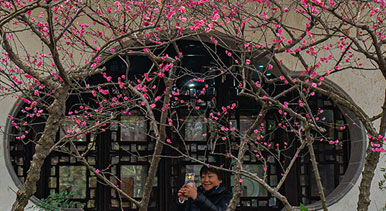 上海:曲水園賞梅